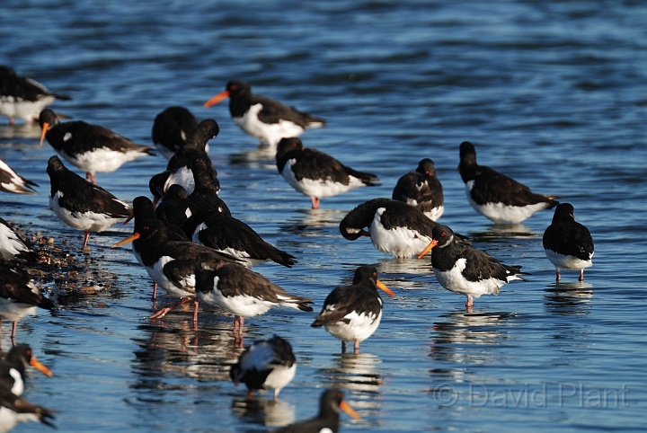 Oystercatcher - N.jpg - Oystercatcher group - Norfolk